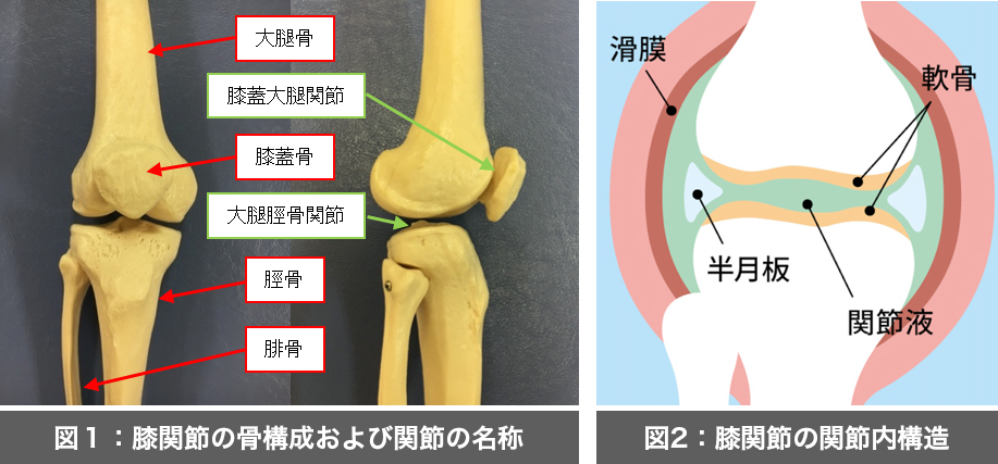 膝関節とは